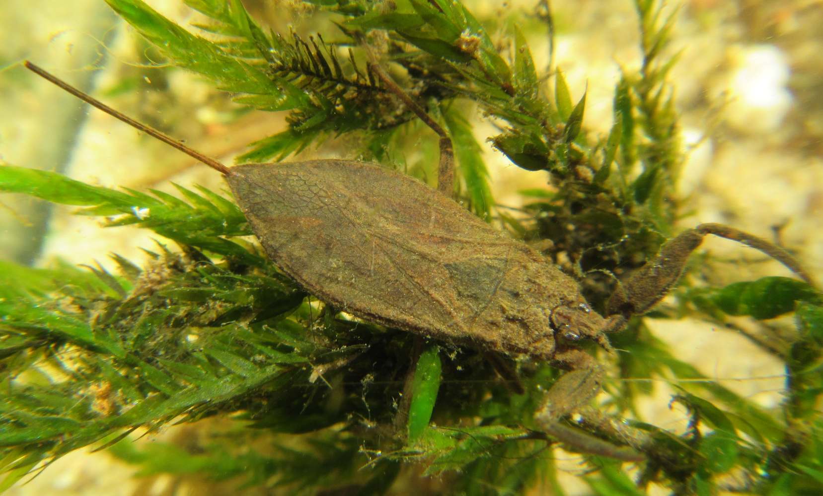 20210316 Wasserskorpion 2