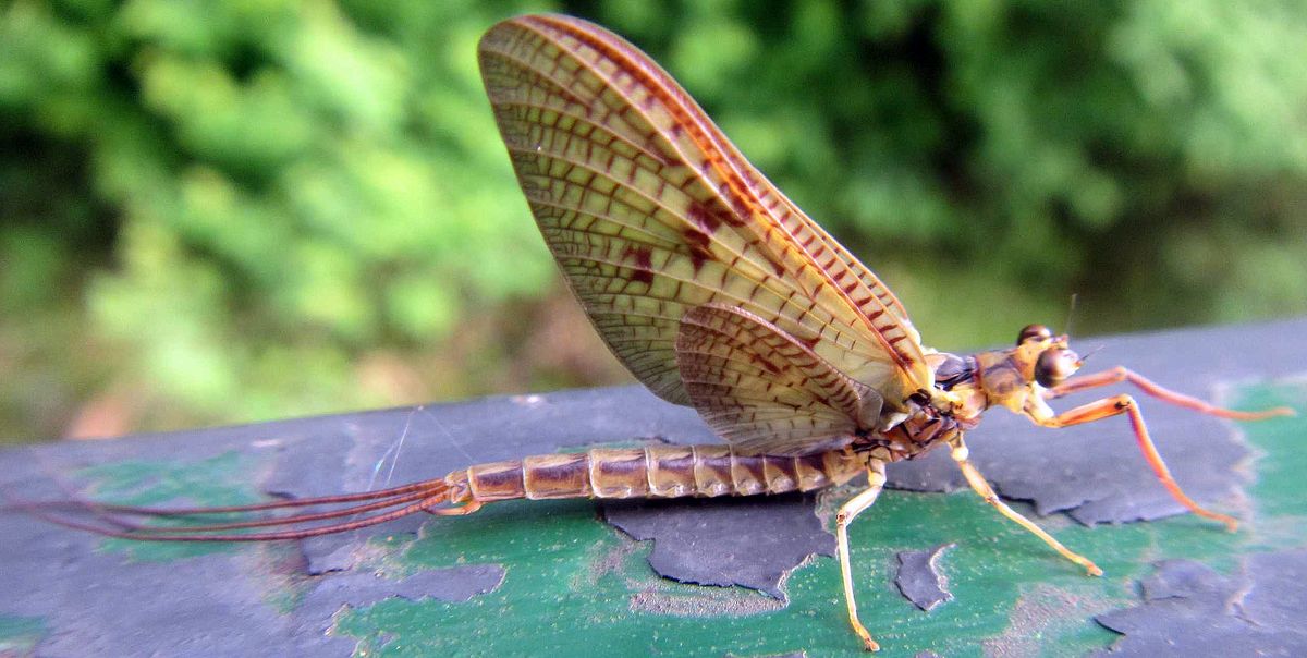 20210521 Dänische Eintagsfliege Imago