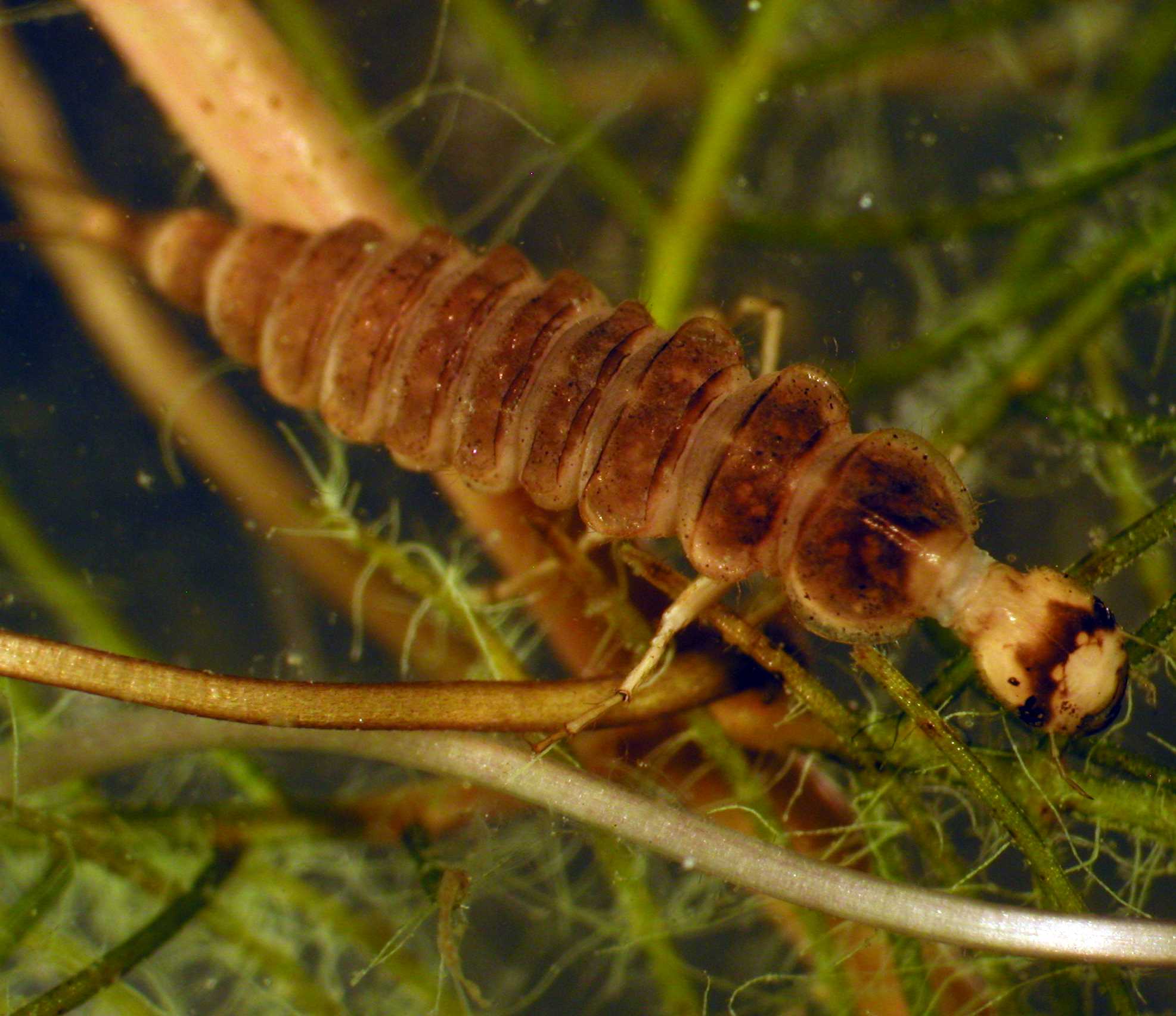 20210521 Dänische Eintagsfliege Kopf